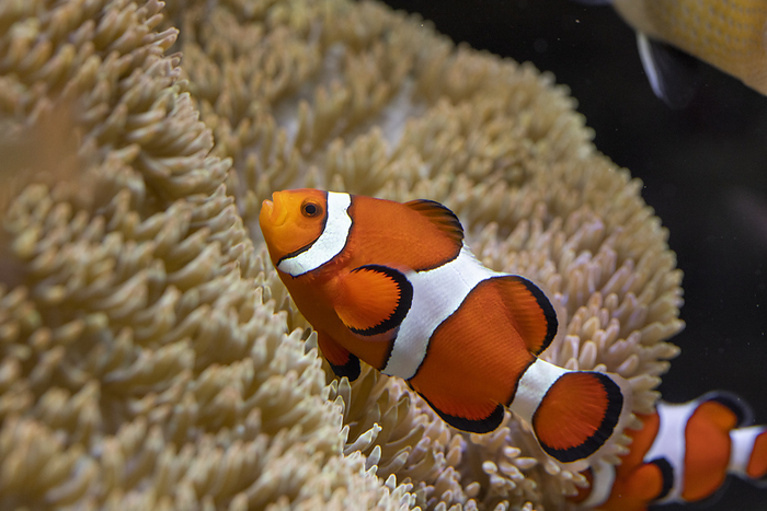 Clownfish Kyoto, Kyoto, Japan