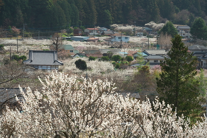 Koshu Plum Grove, Saitama Prefecture