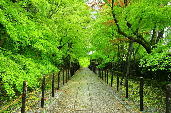 Approach to Komyoji Temple in fresh green Nagaokakyo City, Kyoto Prefecture