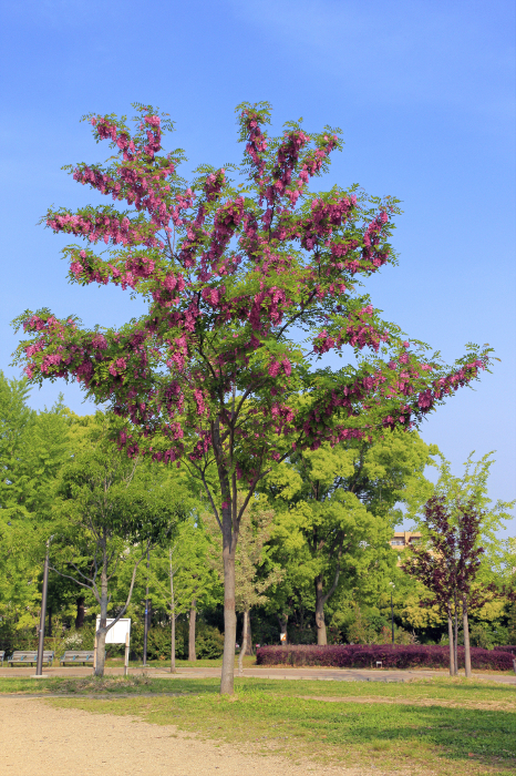 Harianthus annuus (Nagai Park, Osaka)