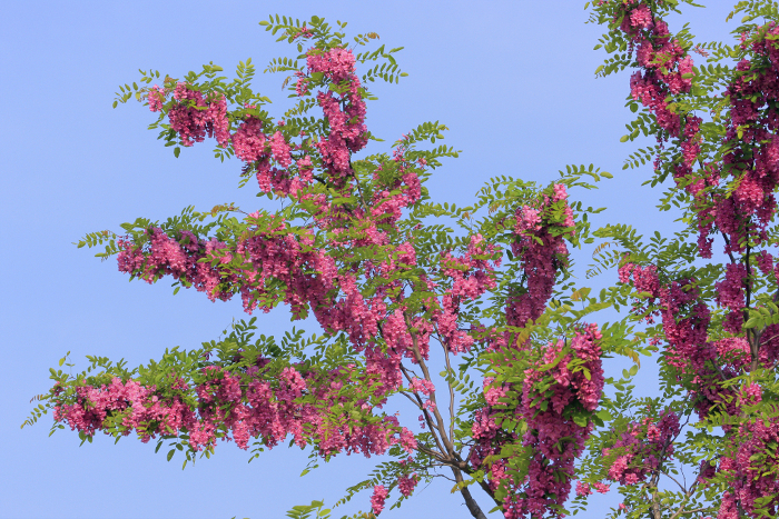 Harianthus annuus (Nagai Park, Osaka)