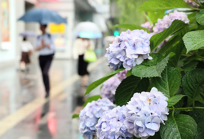 Japan s meteorological agency announced Tokyo metropolitan area entered rainy season June 9, 2023, Tokyo, Japan   People walk with their umbrellas while hydrangea flowers are fully bloomed in Tokyo on Friday, June 9, 2023. Japan s meteorological agency announced Tokyo metropolitan area entered rainy season on June 8.     photo by Yoshio Tsunoda AFLO 