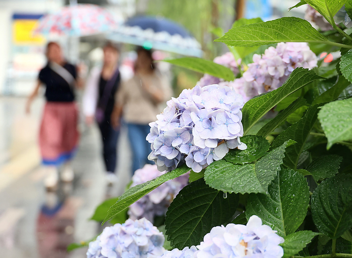Japan s meteorological agency announced Tokyo metropolitan area entered rainy season June 9, 2023, Tokyo, Japan   People walk with their umbrellas while hydrangea flowers are fully bloomed in Tokyo on Friday, June 9, 2023. Japan s meteorological agency announced Tokyo metropolitan area entered rainy season on June 8.     photo by Yoshio Tsunoda AFLO 