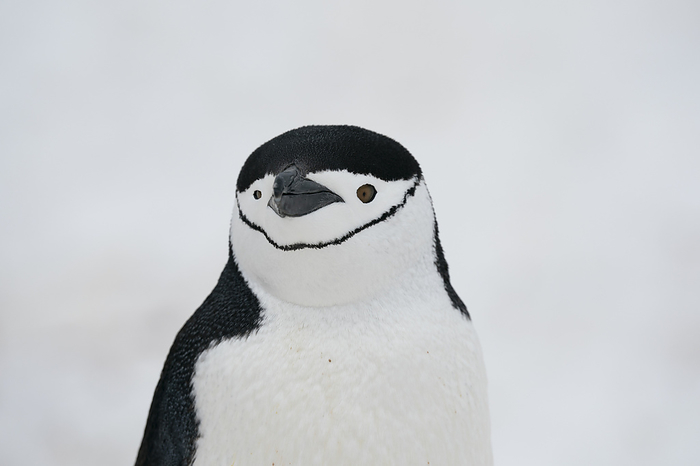 Chinstrap penguin  Pygoscelis antarcticus , Half Moon Island, Antarctica. Close up of Chinstrap penguin  Pygoscelis antarcticus , Half Moon Island, Antarctica, Polar Regions, by Sergio Pitamitz