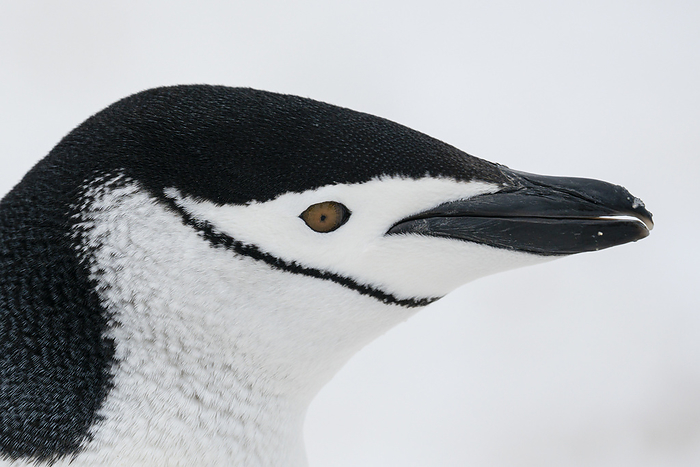 Chinstrap penguin  Pygoscelis antarcticus , Half Moon Island, Antarctica. Close up of head of Chinstrap penguin  Pygoscelis antarcticus , Half Moon Island, Antarctica, Polar Regions, by Sergio Pitamitz