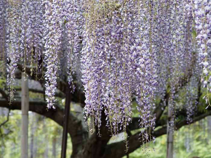 Wisteria trellis of nine-foot wisteria in full bloom at Baihoji Temple