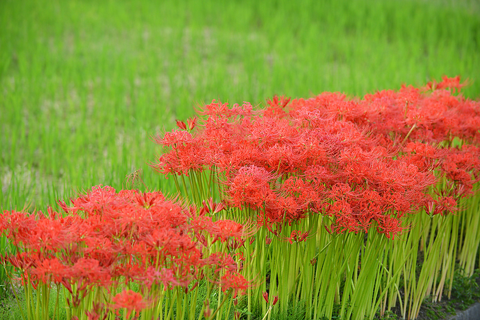 Kameoka City, Kyoto Prefecture: Higanbana and Rural Landscape