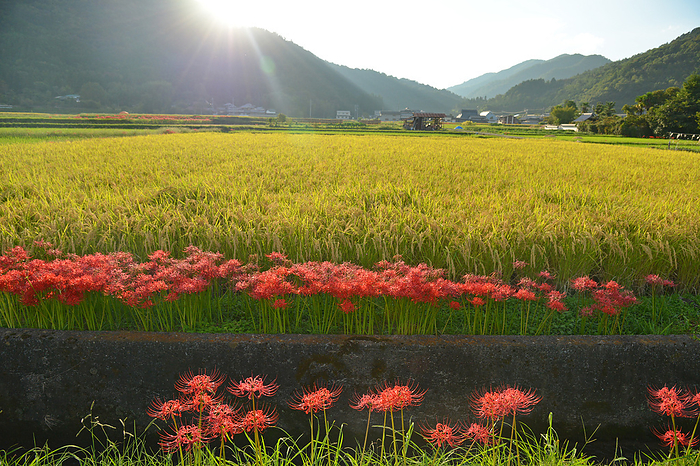 Kameoka City, Kyoto Prefecture: Higanbana and Rural Landscape