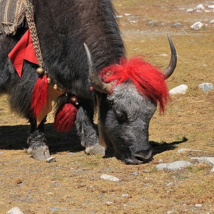 Red decorated yak photographed in Gokyo, Nepal. Red decorated yak photographed in Gokyo, Nepal., by Zoonar Ursula Perret
