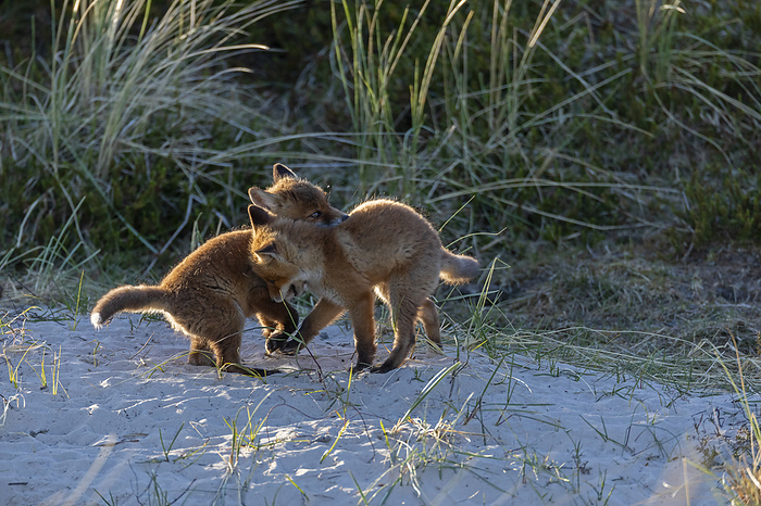 Two Red Fox pups scuffle in the light of the evening sun Two Red Fox pups scuffle in the light of the evening sun, by Zoonar Helge Schulz