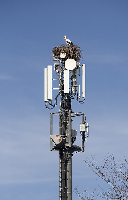 white storks nesting on Mobil phone cell tower white storks nesting on Mobil phone cell tower, by Zoonar Uwe Moser