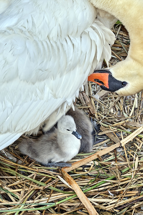 Mute swan  Cygnus olor  with chick  1 day old . Mute swan  Cygnus olor  with chick  1 day old ., by Zoonar STAR MEDIA  