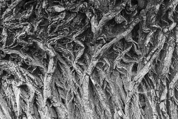 bark of a white willow  salix alba  bark of a white willow  salix alba , by Zoonar Reiner Pechma