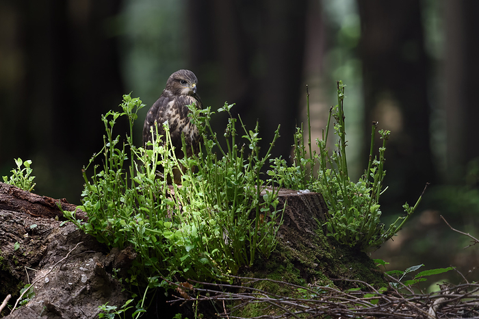 Youngster... Buzzard   Buteo buteo    young bird of prey, branching on a tree stump in the forest Youngster... Buzzard   Buteo buteo    young bird of prey, branching on a tree stump in the forest, by Zoonar wunderbareErd
