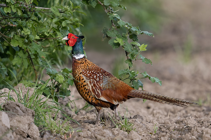seeking cover... Pheasant   Phasianus colchicus   seeks the protection of a field wood seeking cover... Pheasant   Phasianus colchicus   seeks the protection of a field wood, by Zoonar wunderbareErd