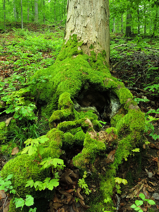 maple, tree, tree root, tree stump maple, tree, tree root, tree stump, by Zoonar J rgen Vogt