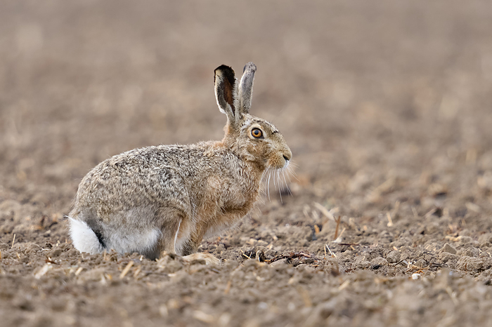 well camouflaged... European hares   Lepus europaeus   on a freshly tilled field well camouflaged... European hares   Lepus europaeus   on a freshly tilled field, by Zoonar wunderbareErd
