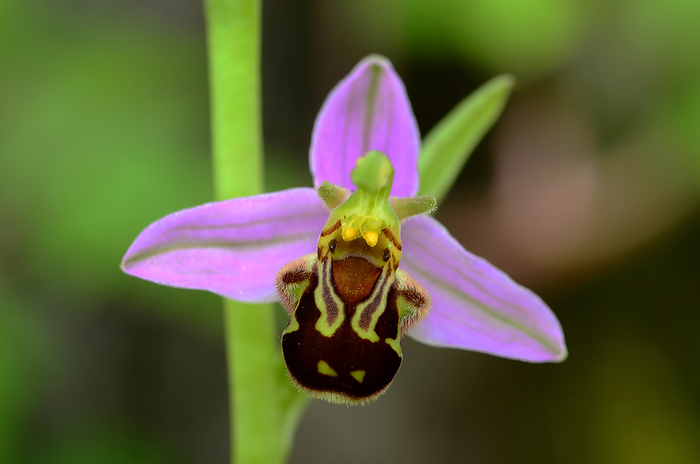 orchid, bee orchid, Ophrys apifera orchid, bee orchid, Ophrys apifera, by Zoonar J rgen Vogt