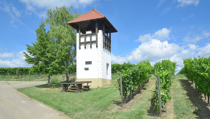 Watchtower in Vineyard of Jugenheim,Rhinehessen,Germany Watchtower in Vineyard of Jugenheim,Rhinehessen,Germany, by Zoonar travelphoto