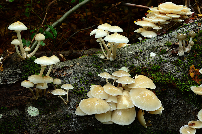 fungus, porcelain fungus  slimy beech caps  fungus, porcelain fungus  slimy beech caps , by Zoonar J rgen Vogt