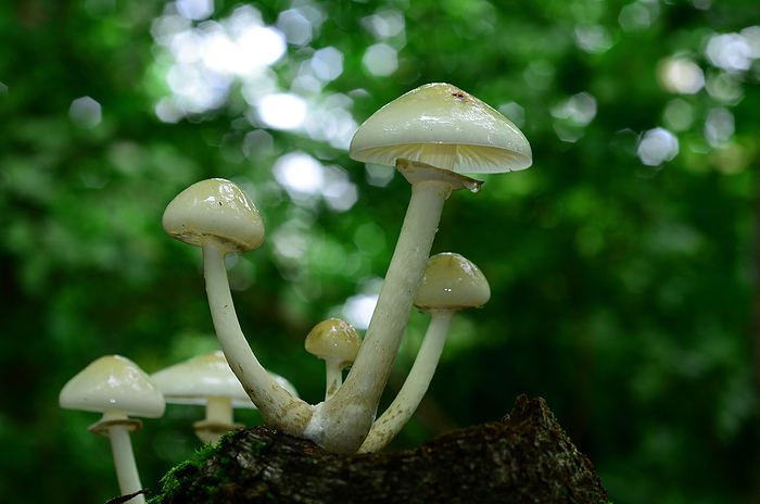 fungus, porcelain fungus  slimy beech caps  fungus, porcelain fungus  slimy beech caps , by Zoonar J rgen Vogt