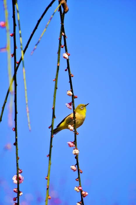 A bird called mejiro, the color of Japanese bush warbler, perches on the branch of a light pink weeping plum tree against a blue sky.