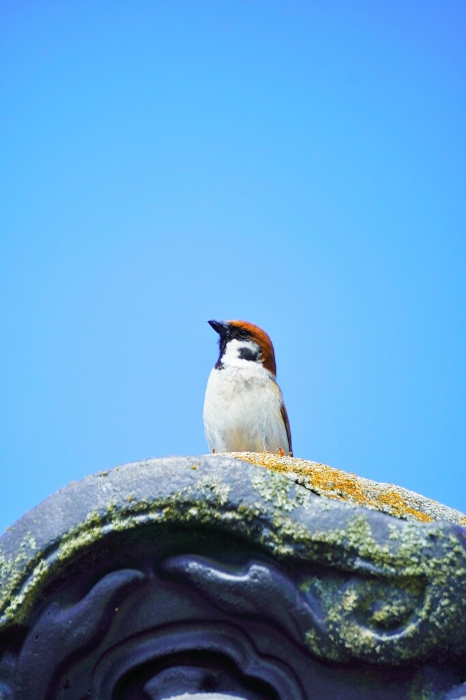 Close-up of a cute little bird, a sparrow, perched on a devil's tile and gazing upward against a blue sky; vertical