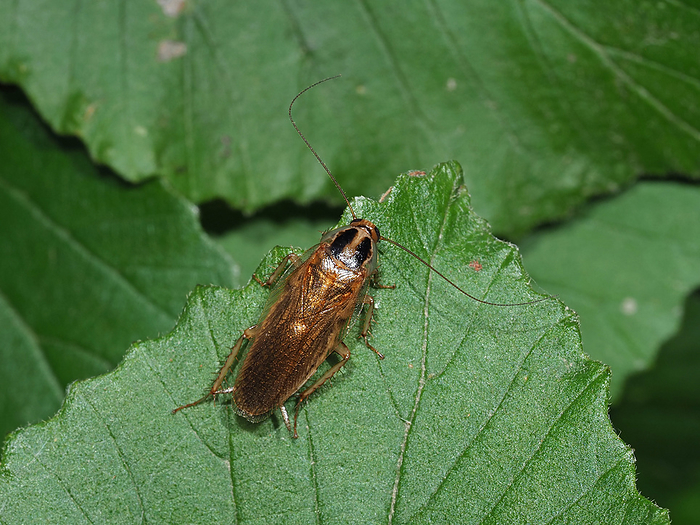 Blattella nipponica  species of cockroach  pure outdoor