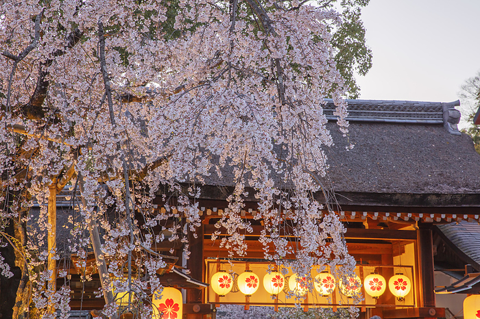Hirano Shrine Evening View of Cherry Blossoms in Bloom, Kyoto