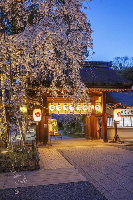 Hirano Shrine Evening View of Cherry Blossoms in Bloom, Kyoto