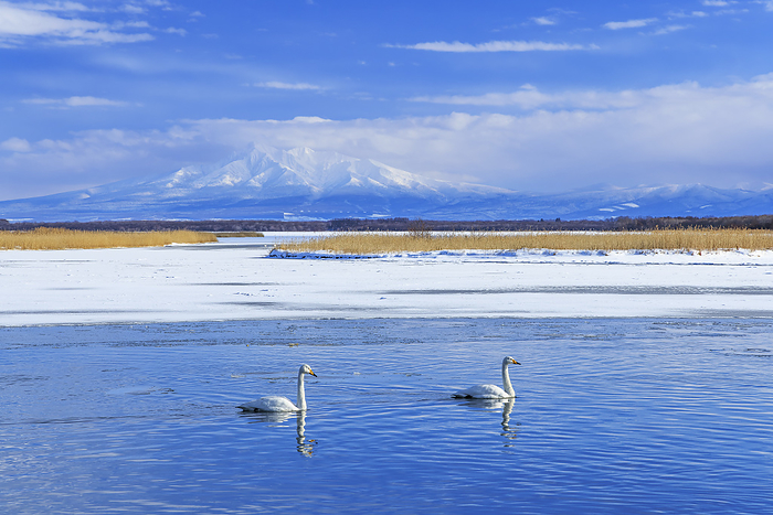 Swans and Mt. Shari at Lake Toto, Hokkaido