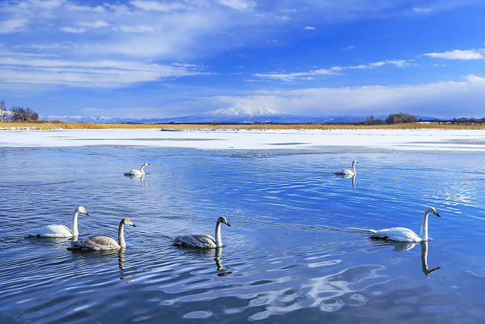 Swans and Mt. Shari at Lake Toto, Hokkaido