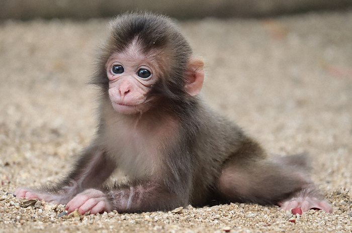 A female baby born by Yakei A female baby yakei gave birth to at the Mt. Takasaki Nature Zoo in Kanzaki, Oita City, at 1:15 p.m. on June 13, 2023. 