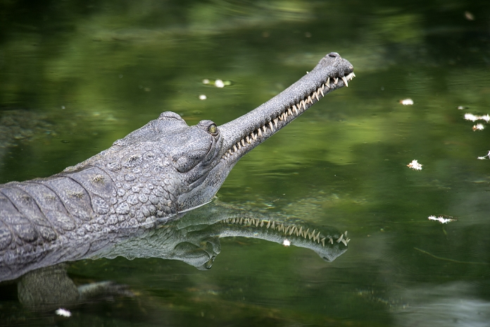 indogavial gavialis gangeticus,gharial