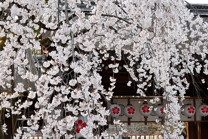 Cherry blossoms at Hirano Shrine, Kyoto