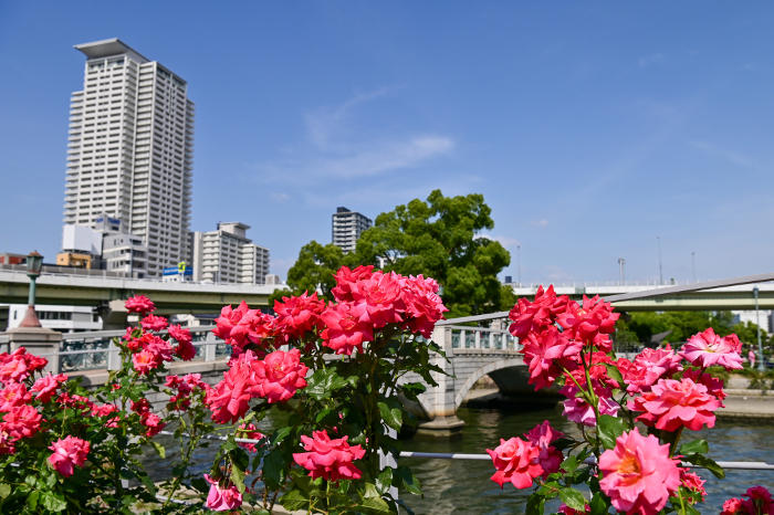 Osaka] Nakanoshima Rose Garden, lovely and beautiful against the blue sky amidst the urban buildings.