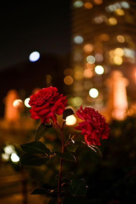 Osaka] Nakanoshima Rose Garden, blooming prettily and beautifully amidst the urban buildings.