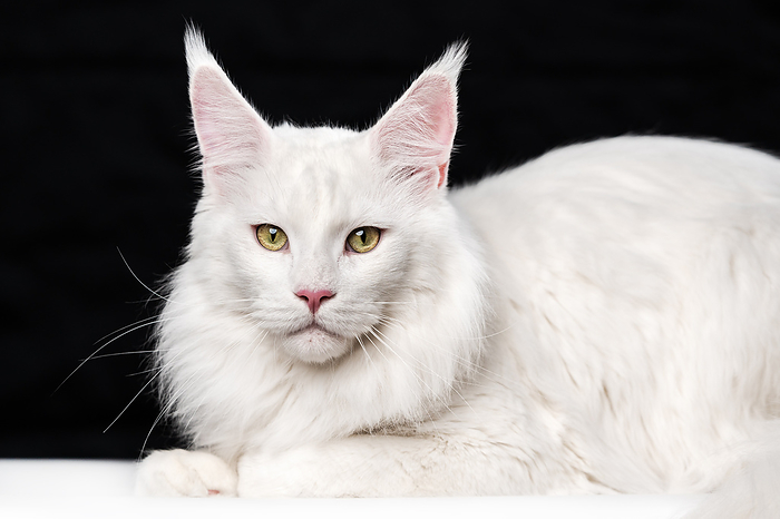 Portrait sweet American Forest Cat. Animal lies, looking camera on black and white background, by Zoonar/Alexander A.