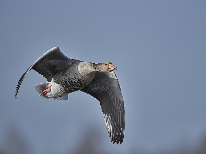 Graugans greylag goose, by Zoonar Siegmar Tylla