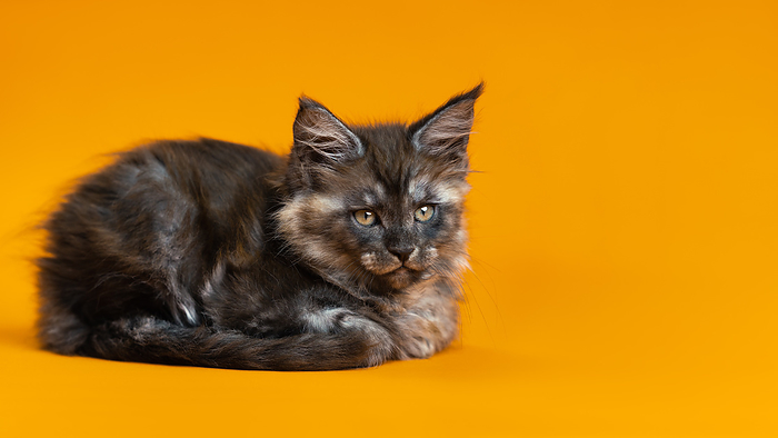 Young cute female cat of color black smoke of Maine Coon Cat breed lying down on yellow background, by Zoonar/Alexander A.