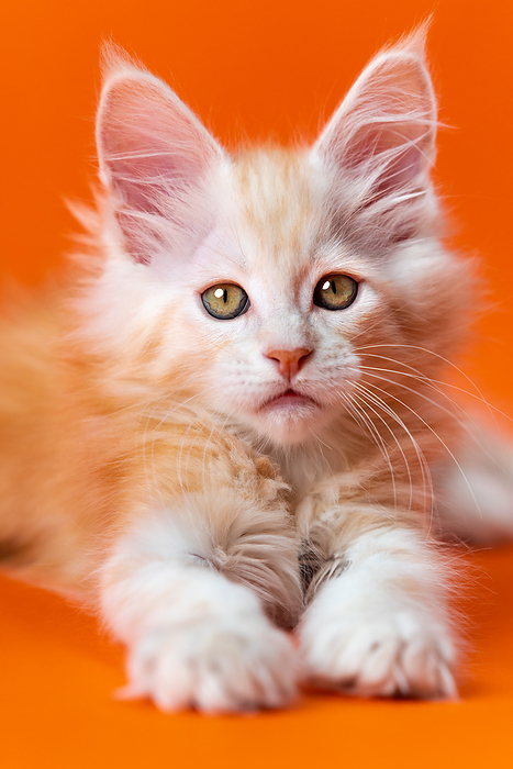 Kindly purebred male kitten 2 months old lying on orange background, looking at camera with interest Kindly purebred male kitten 2 months old lying on orange background, looking at camera with interest, by Zoonar Alexander A.