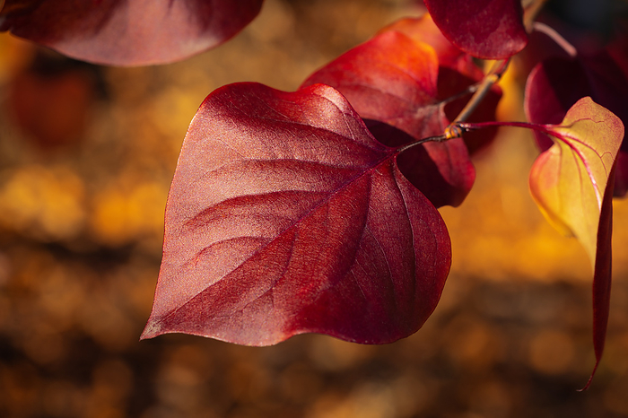 Beautiful Syringa leaf in autumn. Close up view maroon leaf of Lilac bush. Late fall season concept Beautiful Syringa leaf in autumn. Close up view maroon leaf of Lilac bush. Late fall season concept, by Zoonar Alexander A.