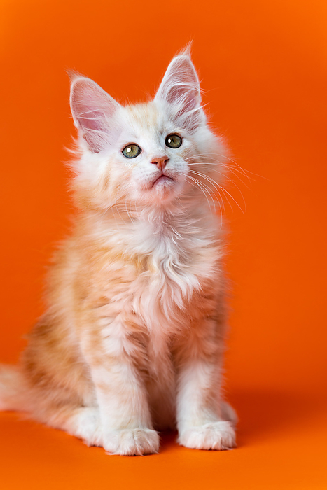 Cute purebred pussycat with fluffy fur and smart eyes sitting on orange background Cute purebred pussycat with fluffy fur and smart eyes sitting on orange background, by Zoonar Alexander A.