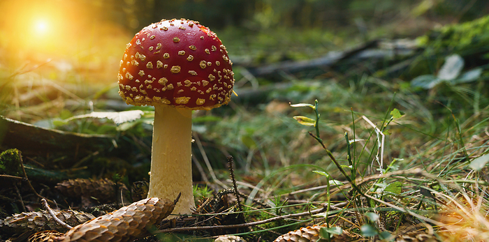 Fly Agaric in the deep forest, with copyspace for your individual text., by Zoonar/Claßen Rapha