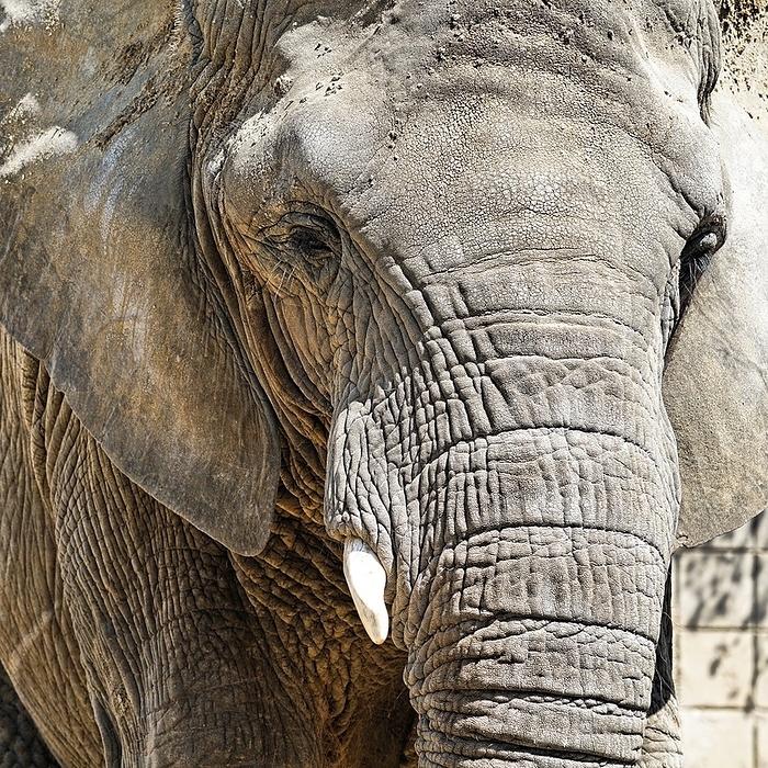 Portrait of an African elephant Portrait of an African elephant, by Zoonar Heiko Kueverl