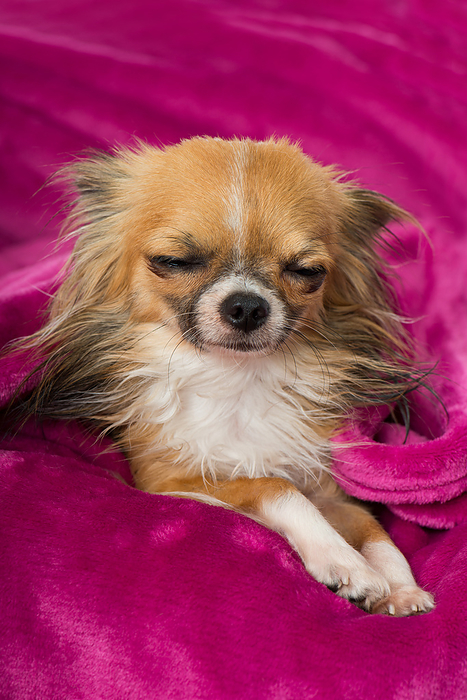 Chihuahua dog lying on a pink blanket Chihuahua dog lying on a pink blanket, by Zoonar Judith Dzierz