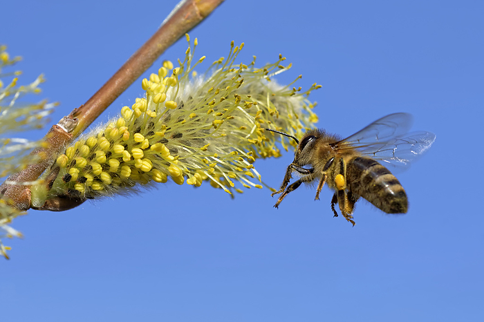 bee on a catkin bee on a catkin, by Zoonar JUERGENLANDSH
