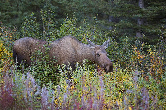 Alaska, U.S.A. Portrait of a cow moose eyeing the camera while eating autumn vegetation to bulk up for upcoming winter, along the road in Denali Park  Alaska, United States of America, by Judy Syring   Design Pics