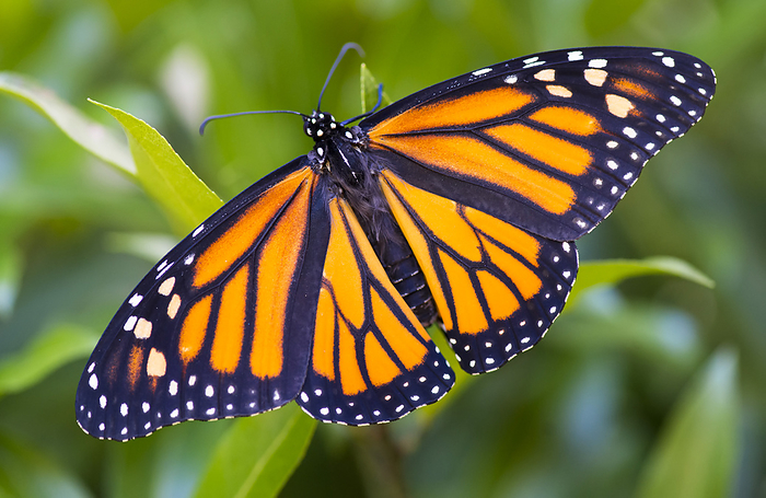 monarch butterfly  Danaus plexippus  Monarch butterfly  Danaus plexippus  resting on a plant, just after emerging from a chrysalis  Connecticut, United States of America, by Michael Melford   Design Pics