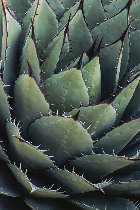 Close view of leaf detail of an Agave plant (Agave parryi huachucensis) in the Chihuahuan Desert, Guadalupe Mountains National Park; Texas, United States of America, by Michael Melford / Design Pics